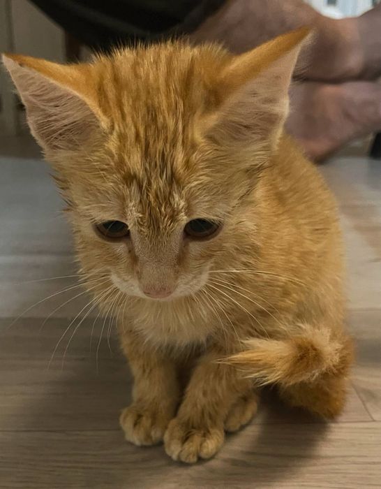 Отдаем золотого котенка