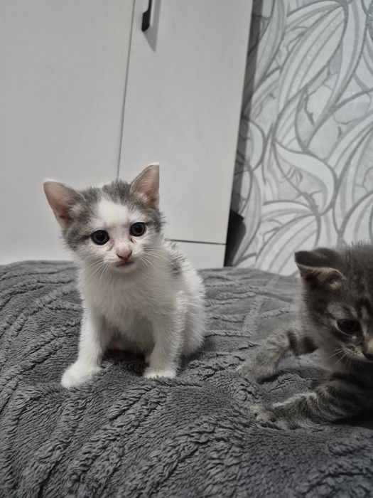 Котята ищут хозяина