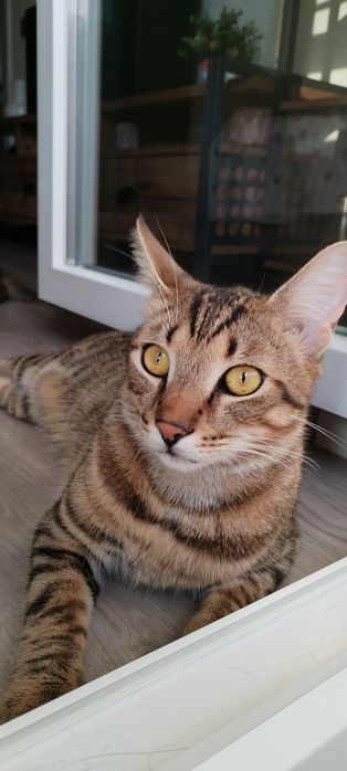 Pisici spre adoprie