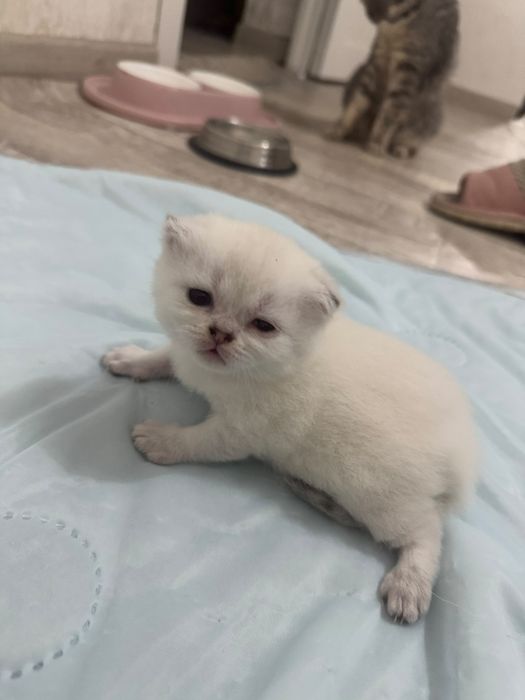Шотландский вислоухий кот. Вязка