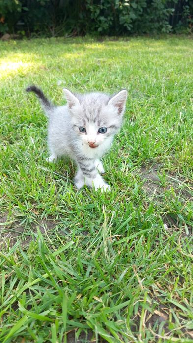 Отдам котят хорошим людям