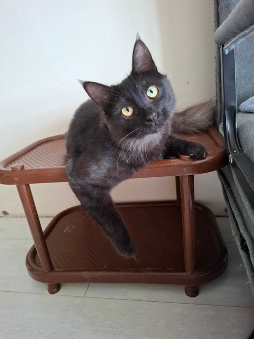 Отдам в добрые руки кота