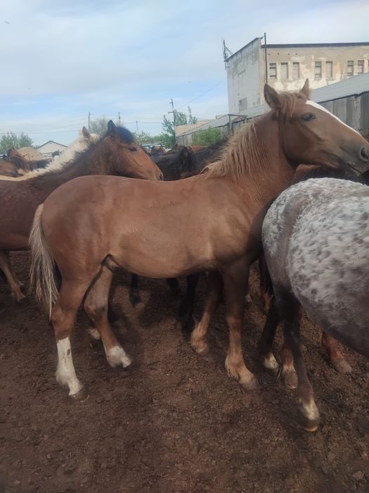Продам лошадей с откорма ,молодняк .
