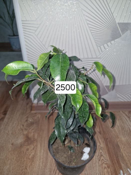 Домашые цветы дешево