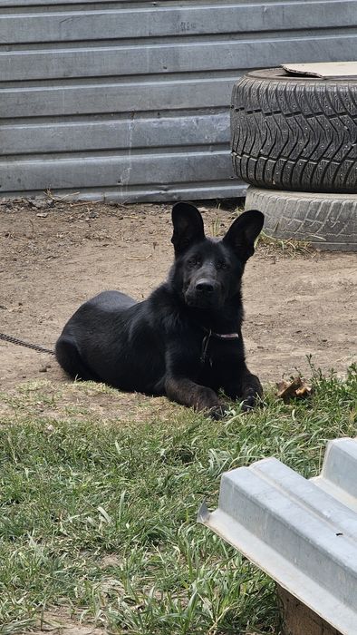 Щенок Немецкой овчарки Черный