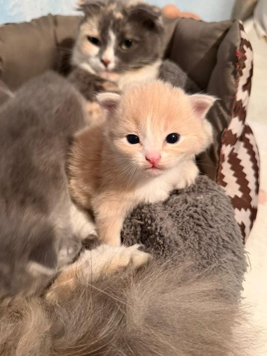 Отдаём  котята в добрые руки