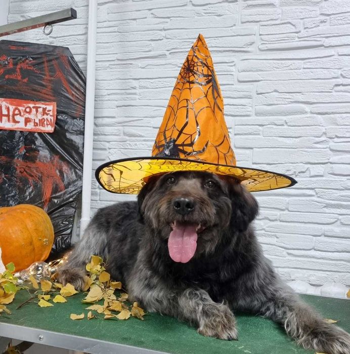 Собака в добрые руки