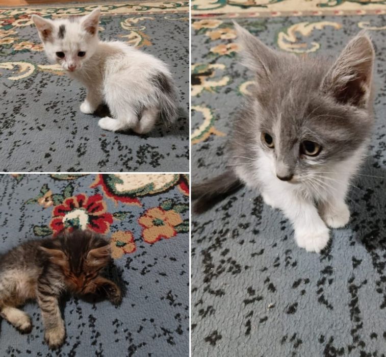 Котёнки в добрые руки