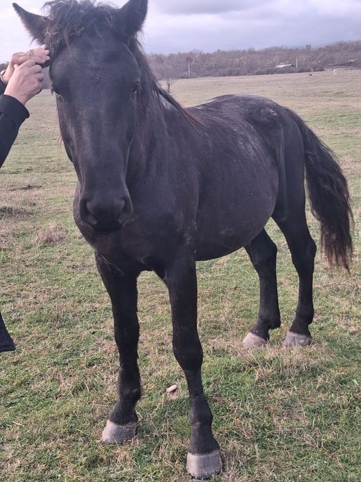 Cal de vânzare varsta 3 ani