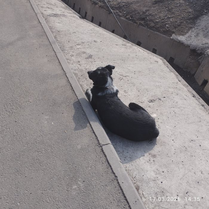 Собака сучка кто потерял