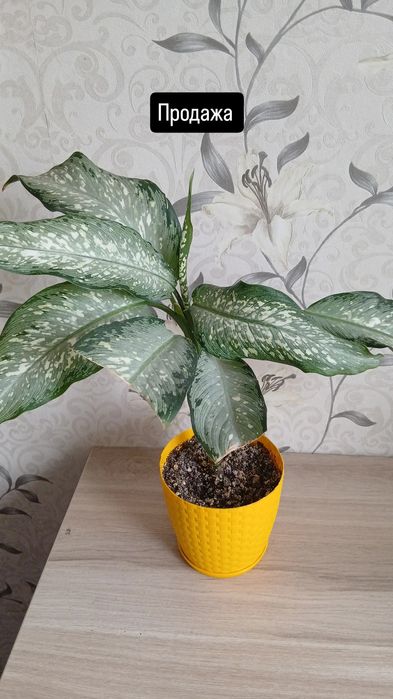 Продам комнатные цветы