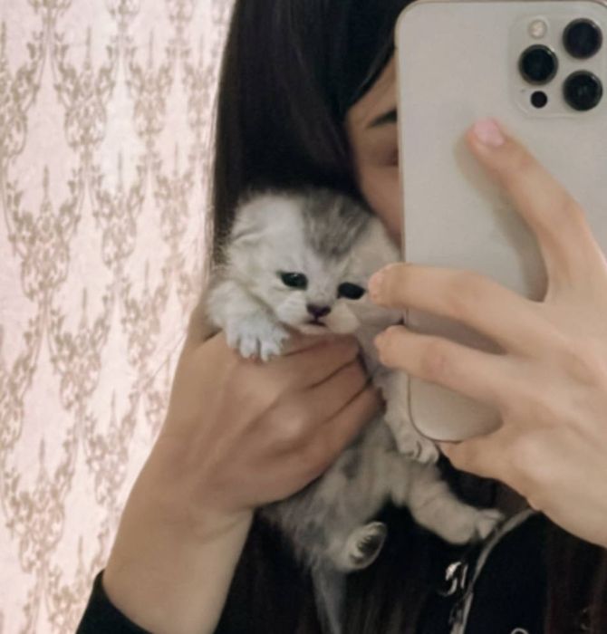 Shinshilla bolalari sotiladi