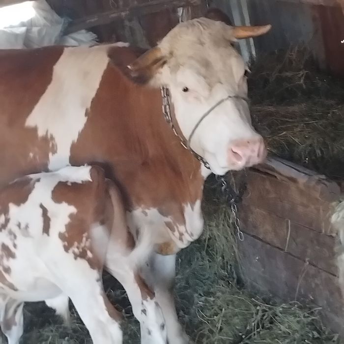 vand vaca cu tot cu vitel