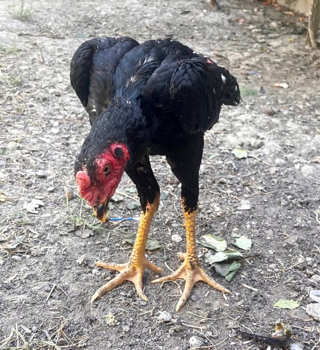 Даканглар сотилади