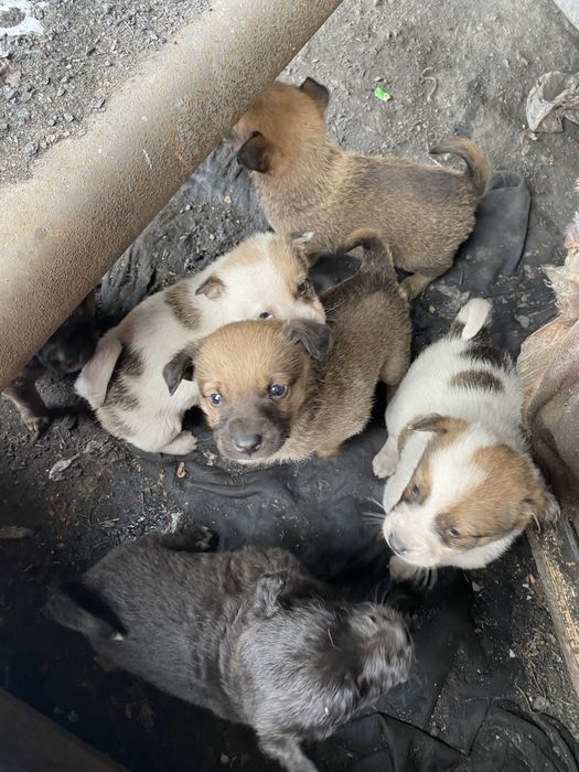 Щенята ищут дом .