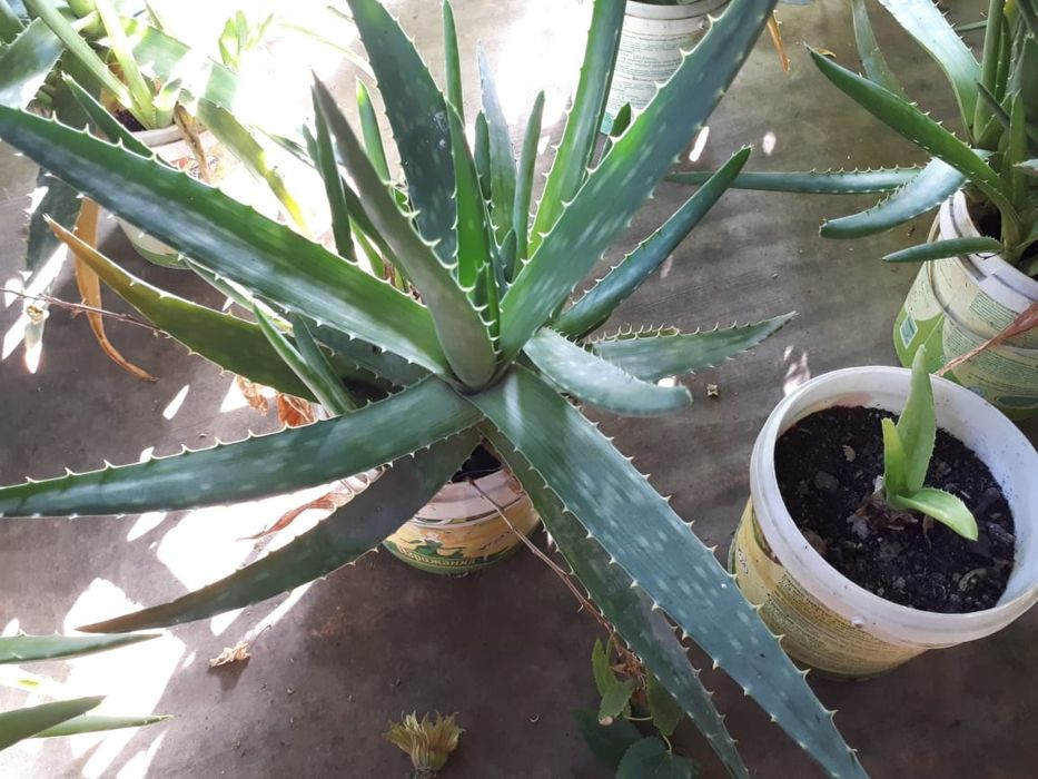 Продаю домашнее Алоэ Вера
