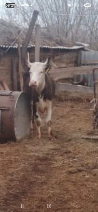 Продам корову 4 годовалую