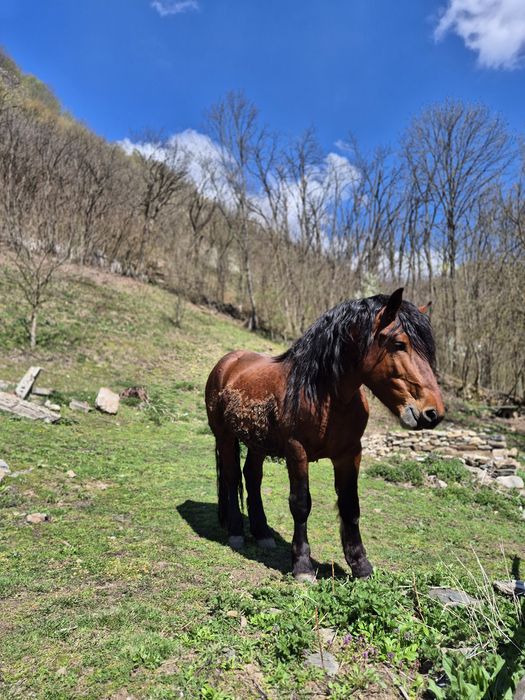 Vând armasar de 4 ani greu