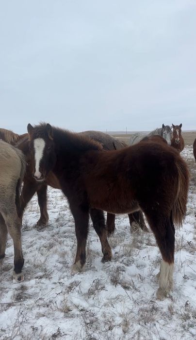 Жеребята тяжеловоз