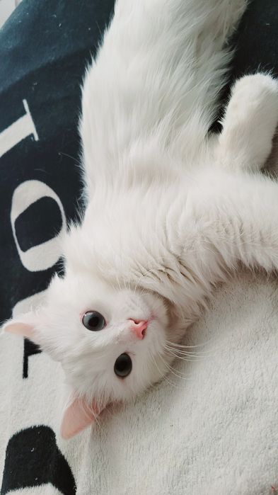 Вязка Кот Турецкого Ангора