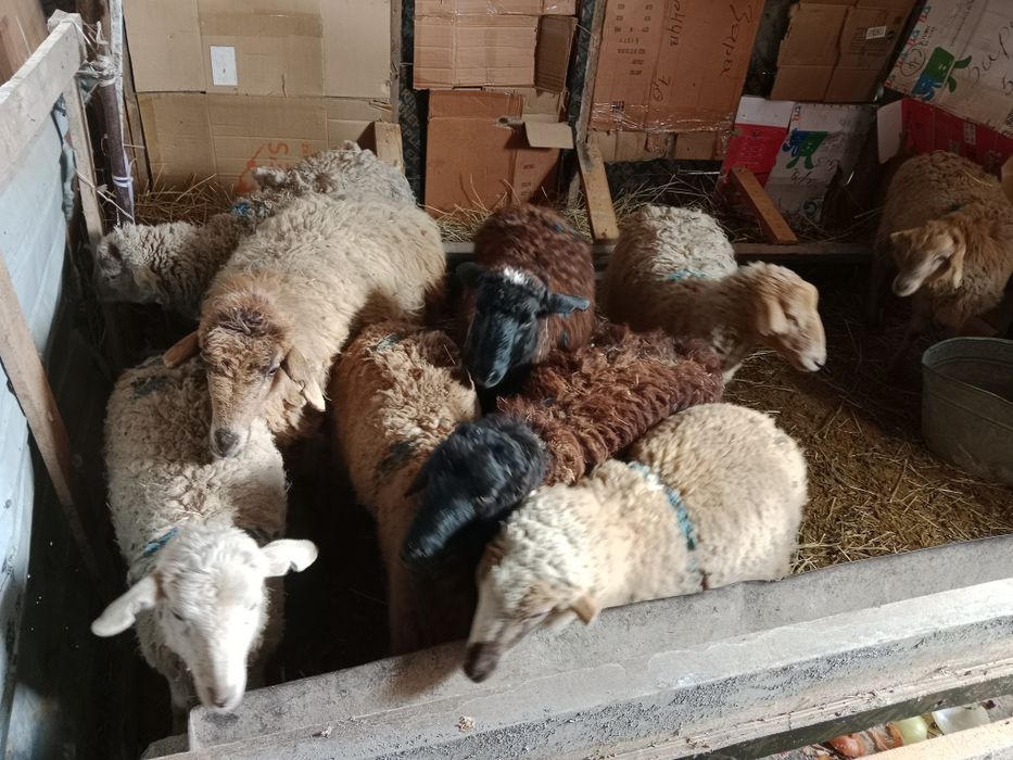 Срочно срочно продам