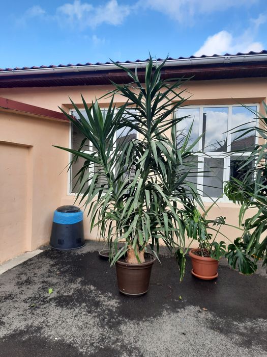 Vând Yucca imense.