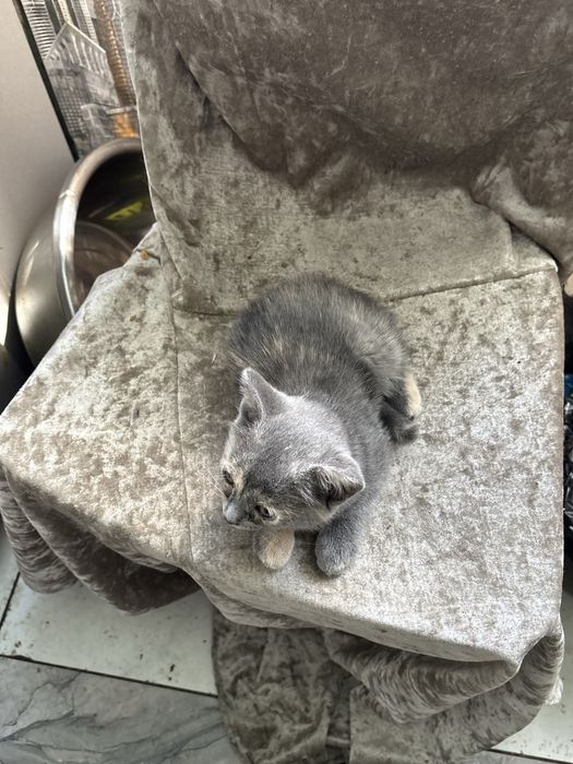 Отдам котят бесплатно