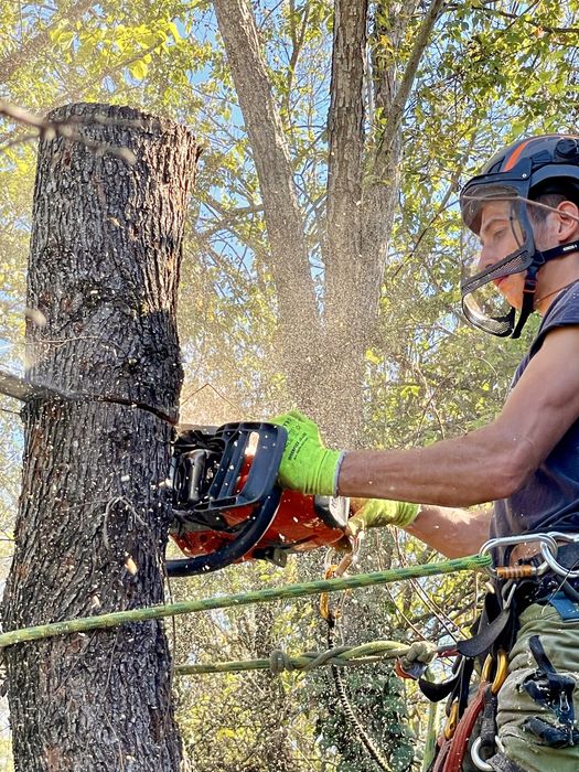 Премахване на опасни дървета, арборист, кастрене, рязане, клони