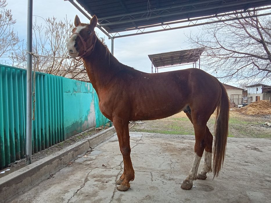 Аигыр сатылады сатылады