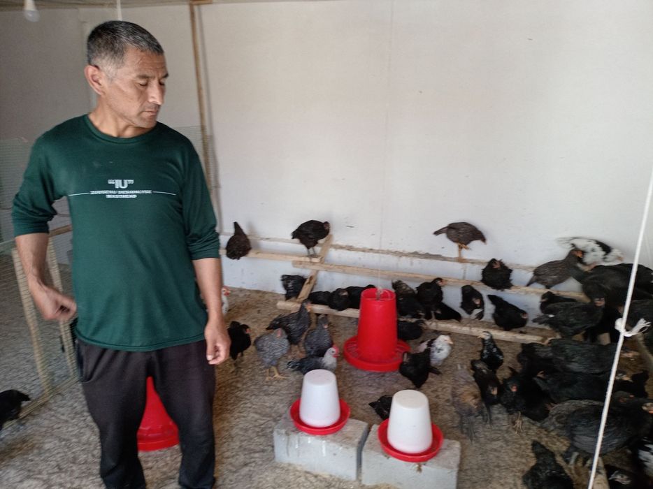 Паранда сотамиз зотли қора товуқлар