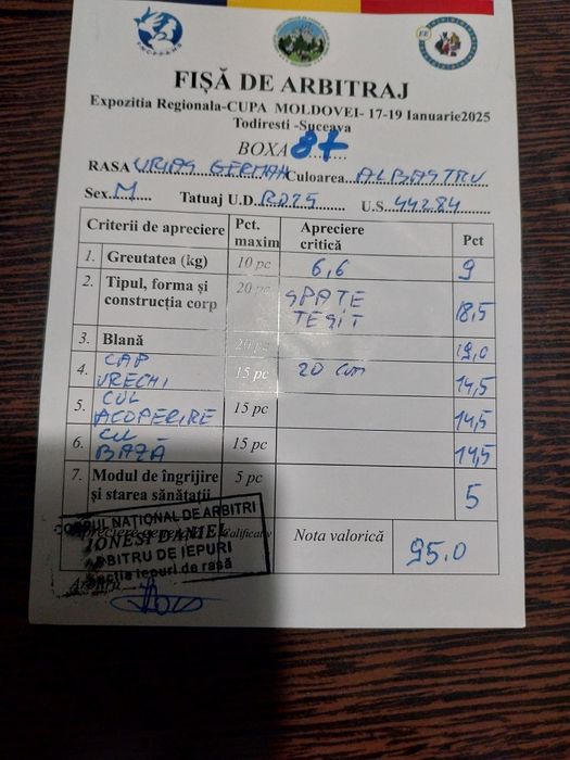 Vând iepuri uriaș albastru german