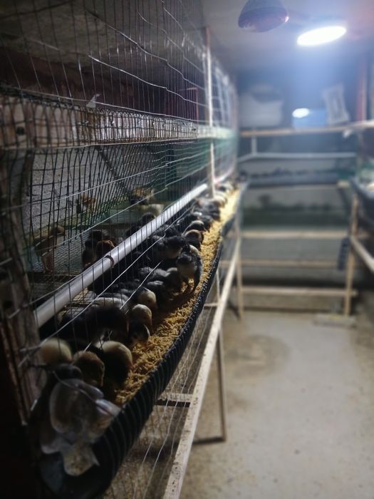 Жужалар сотилади