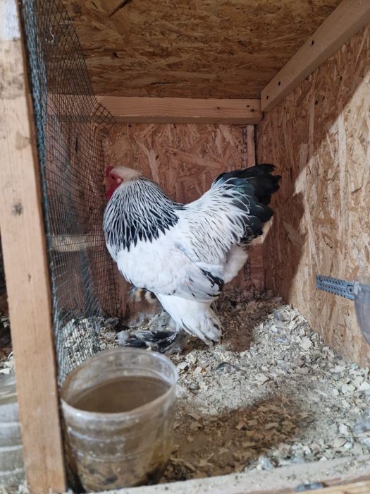 Brahma Pitic diferite varietati de culoare, de expozitie