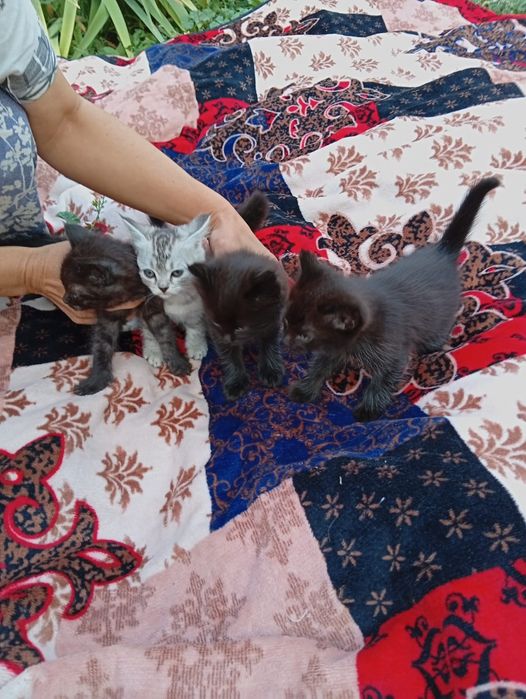 Котята в добрые руки отдадим