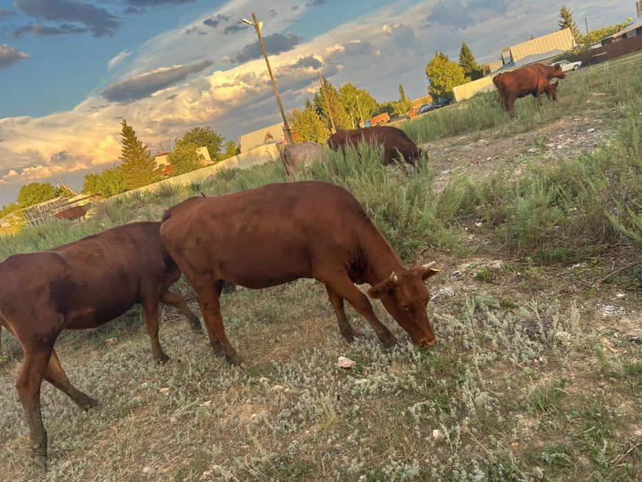 Продам крс 2 головы