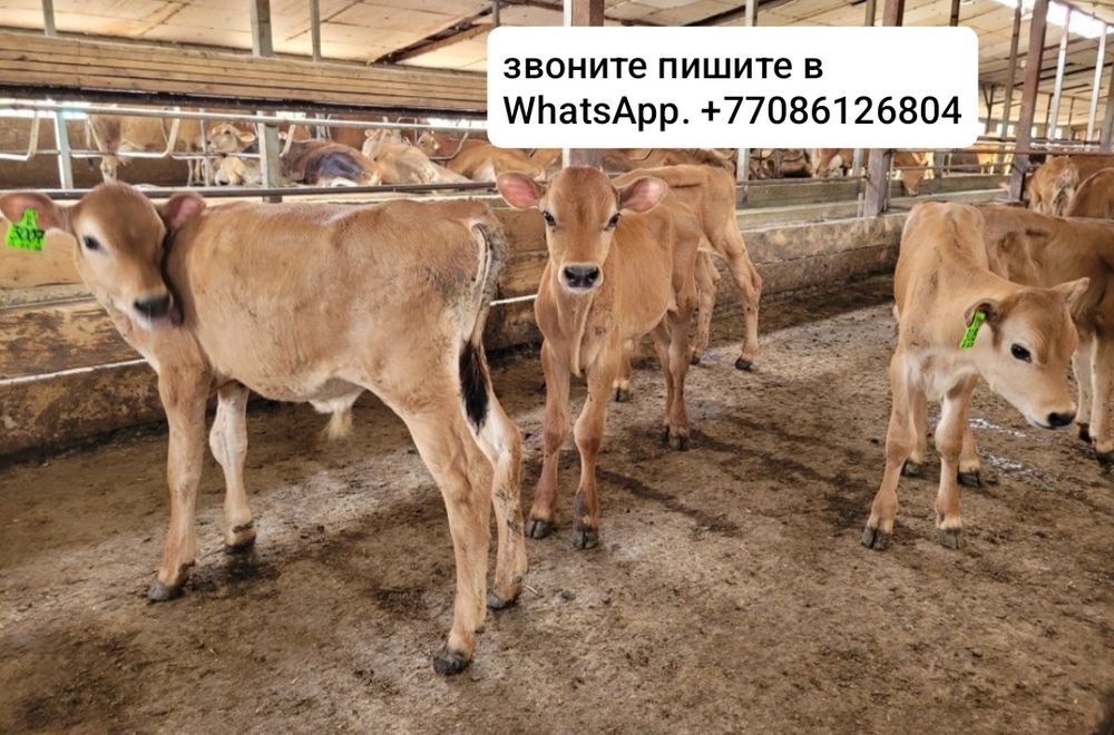Бычки молочные  джерси