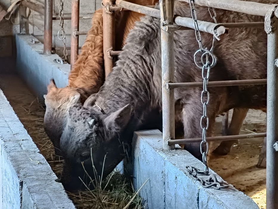 Продам бычка бык бычок