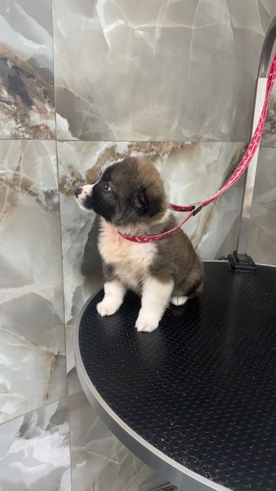 catel ,mascul,4 luni,deparazitat si vaccinat,microcipat,ajunge la maturitate cam la 8 kg