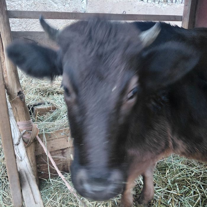 Не стельная тёлка