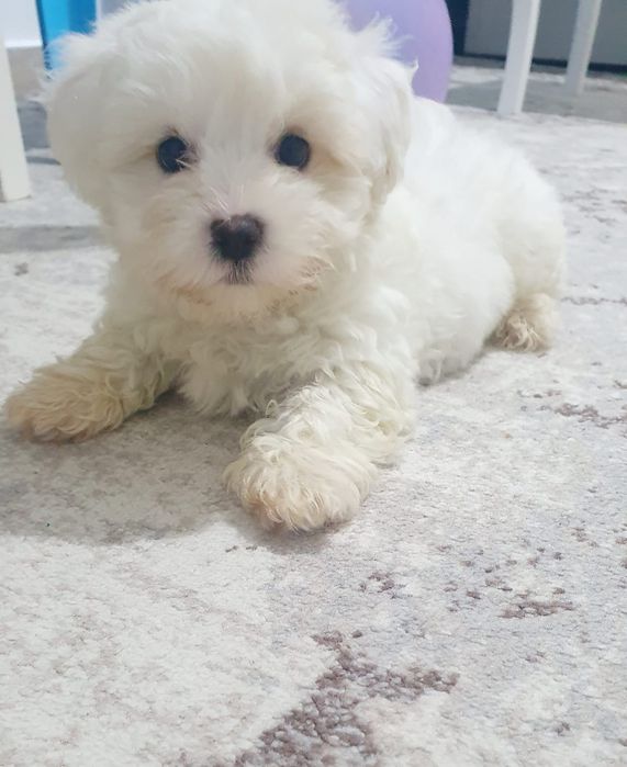 Pui de Bichon Maltez de talie mică