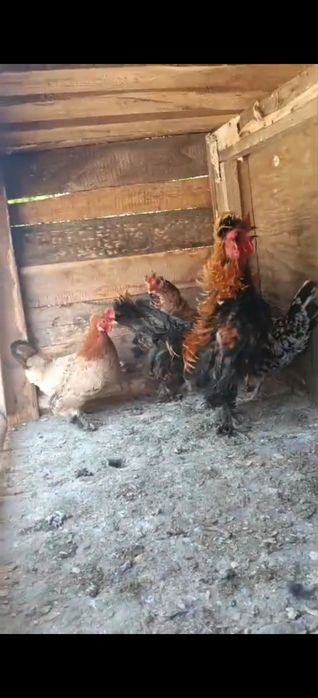 Продается карлик