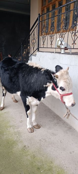 Гунажин сотилади