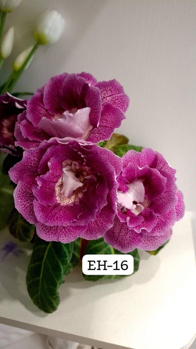 Продажа укор лист сортовых глоксиний