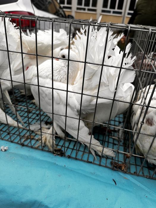 Vând porumbei voltati