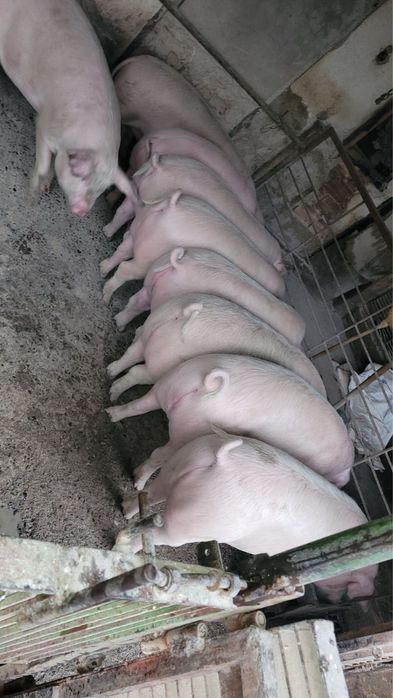 Свободни Прасета за клане