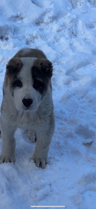 Продам алабай торг