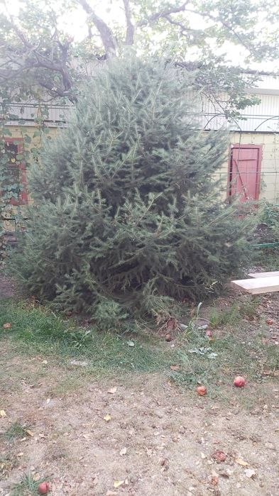 Продам ели. 5 штук