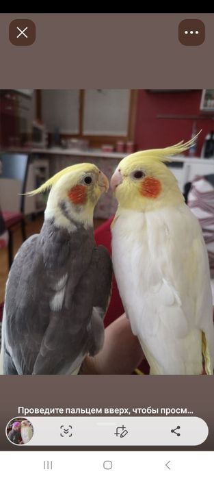 Кореллы ручные птенцы