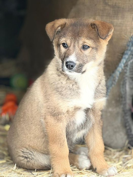 Отдам щенка 2 месяца