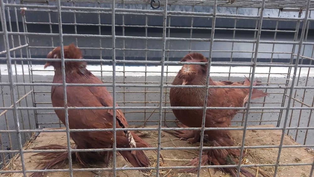 Продавам гълъби град Ямбол